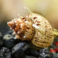 Pagoda Snail (Brotia pagodula) - Superior Shrimp & Aquatics