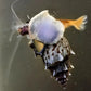 Pagoda Snail (Brotia pagodula) - Superior Shrimp & Aquatics