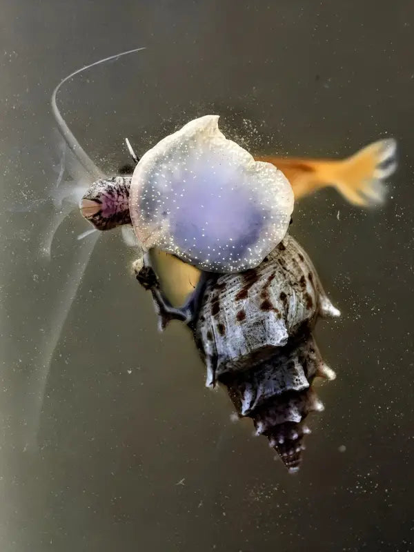 Pagoda Snail (Brotia pagodula) - Superior Shrimp & Aquatics