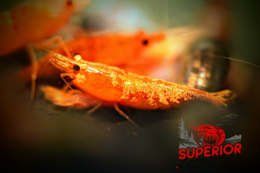 SSS Sunkist Shrimp - Superior Shrimp & Aquatics