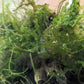 Subwassertang/Java Moss Mix - Superior Shrimp & Aquatics