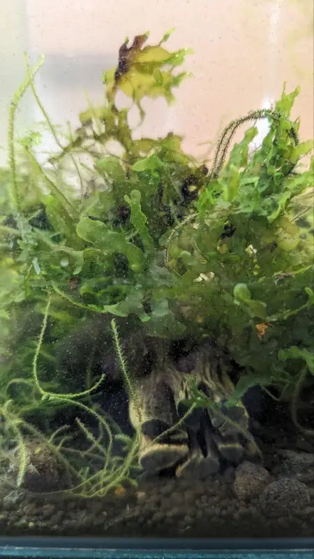 Java Moss Shrimp Subwassertang/Java Moss Mix - Superior Shrimp & Aquatics