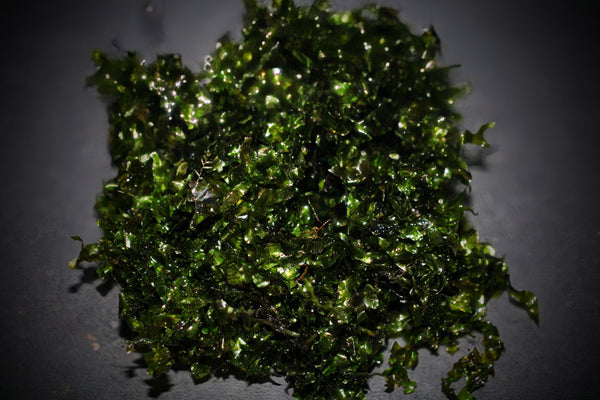 Subwassertang (Tonina fluviatilis) - Superior Shrimp & Aquatics