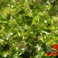 Subwassertang (Tonina fluviatilis) - Superior Shrimp & Aquatics