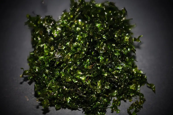 Subwassertang (Tonina fluviatilis) - Superior Shrimp & Aquatics