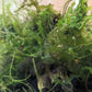 Subwassertang/Java Moss Mix - Superior Shrimp & Aquatics