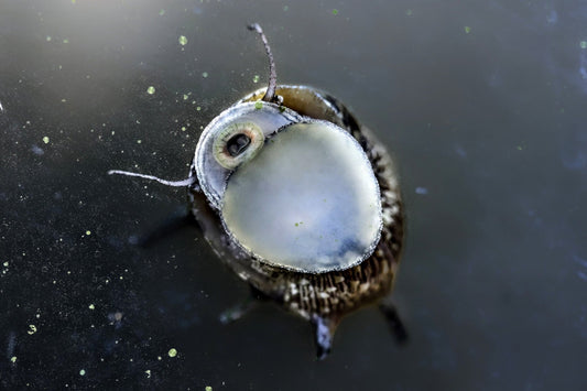 Sun Thorn Nerite (Clithon donovani) - Superior Shrimp & Aquatics