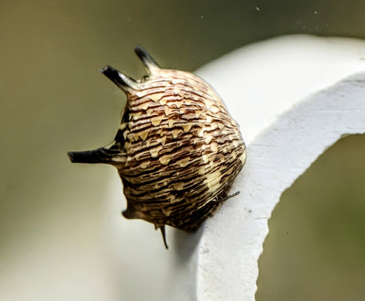 Sun Thorn Nerite (Clithon donovani) - Superior Shrimp & Aquatics