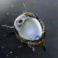 Sun Thorn Nerite (Clithon donovani) - Superior Shrimp & Aquatics