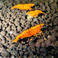 Sunkist Orangeback Shrimp - Superior Shrimp & Aquatics