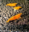 Sunkist Orangeback Shrimp - Superior Shrimp & Aquatics