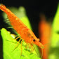 Sunkist Shrimp - Superior Shrimp & Aquatics