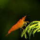 Sunkist Shrimp - Superior Shrimp & Aquatics
