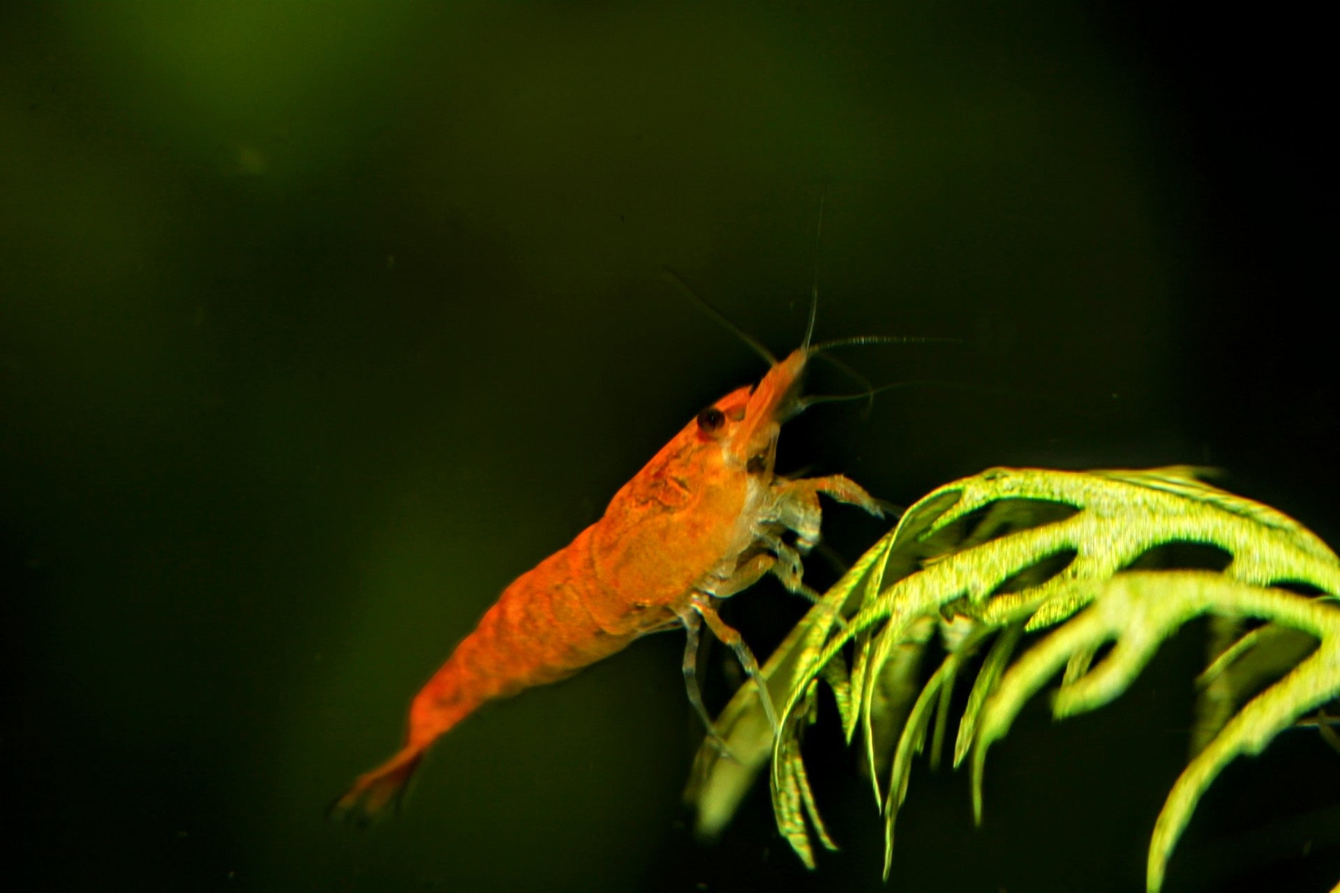 Sunkist Shrimp - Superior Shrimp & Aquatics