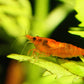 Sunkist Shrimp - Superior Shrimp & Aquatics