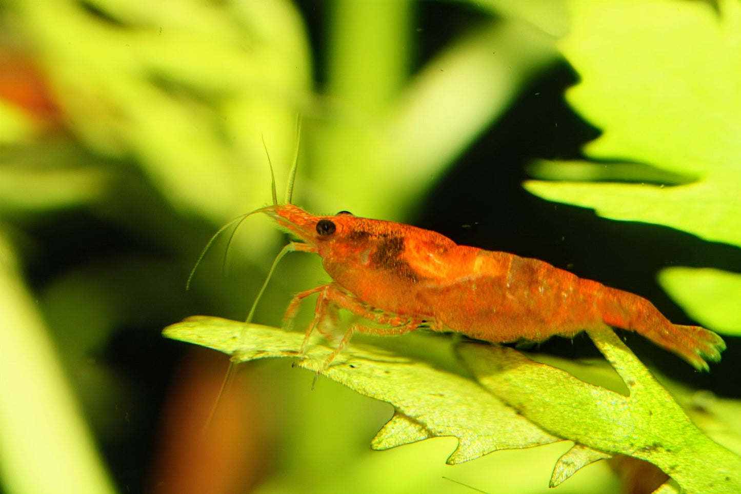 Sunkist Shrimp - Superior Shrimp & Aquatics