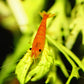 Sunkist Shrimp - Superior Shrimp & Aquatics