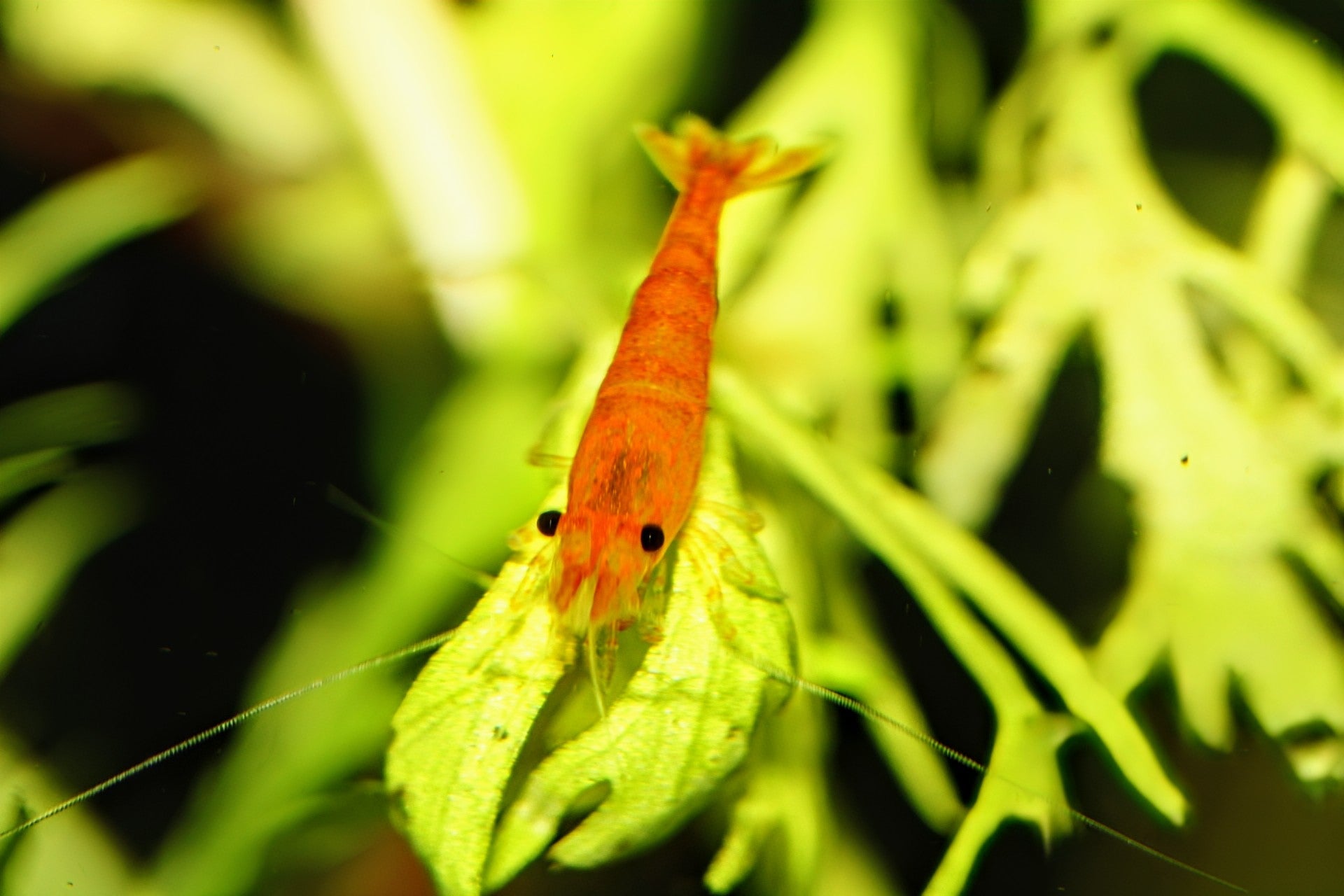 Sunkist Shrimp - Superior Shrimp & Aquatics