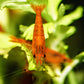 Sunkist Shrimp - Superior Shrimp & Aquatics