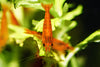 Sunkist Shrimp - Superior Shrimp & Aquatics