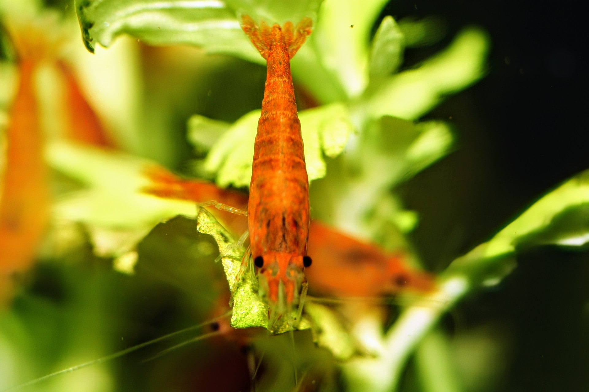 Sunkist Shrimp - Superior Shrimp & Aquatics