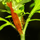Sunkist Shrimp - Superior Shrimp & Aquatics