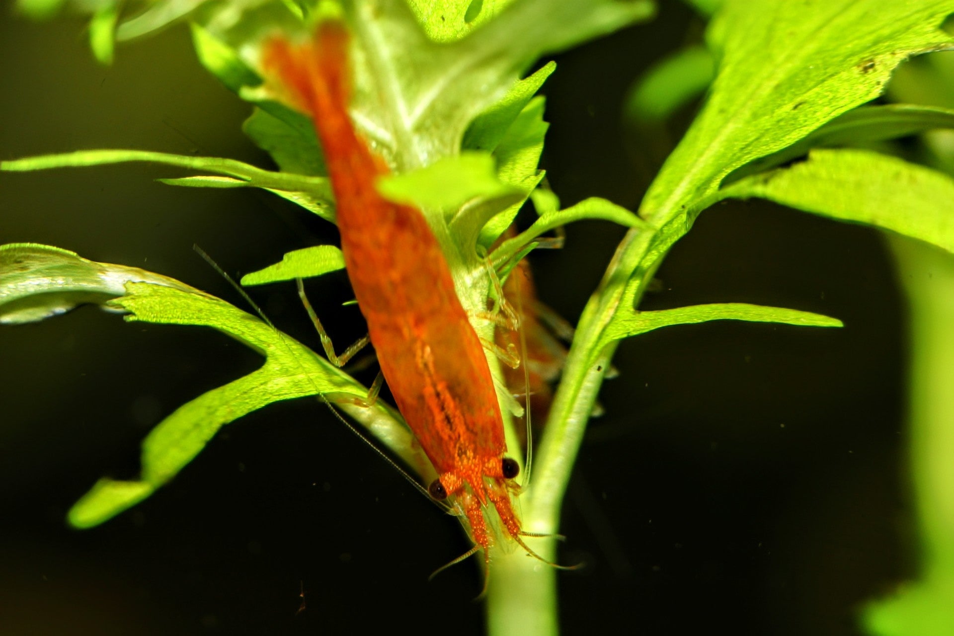 Sunkist Shrimp - Superior Shrimp & Aquatics