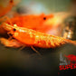SSS Sunkist Shrimp - Superior Shrimp & Aquatics