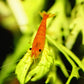 Sunkist Shrimp - Superior Shrimp & Aquatics