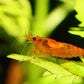Sunkist Shrimp - Superior Shrimp & Aquatics