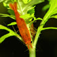 Sunkist Shrimp - Superior Shrimp & Aquatics
