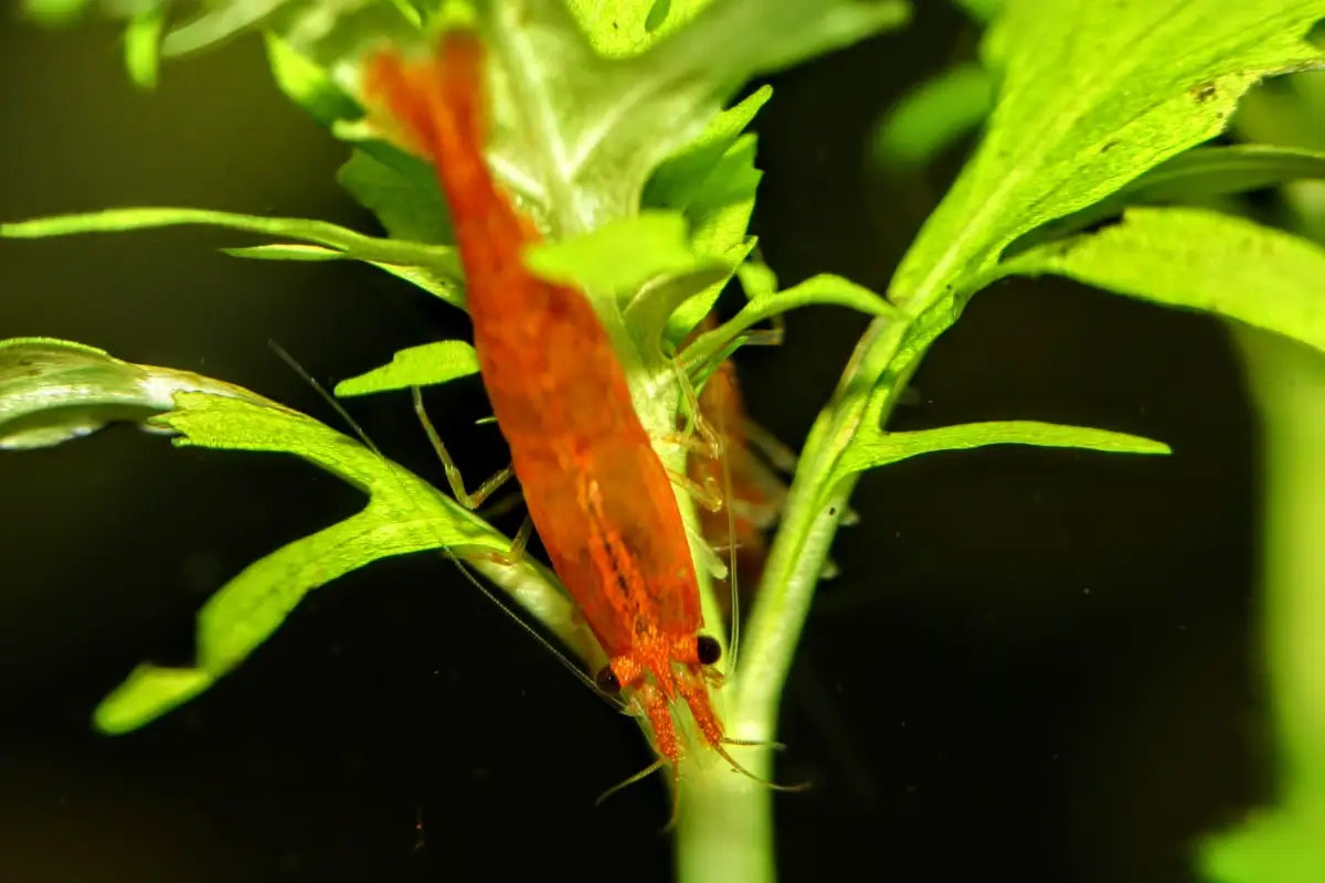 Sunkist Shrimp - Superior Shrimp & Aquatics