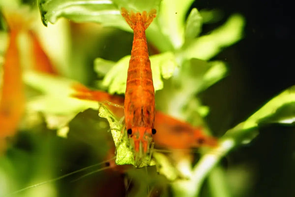 Sunkist Shrimp - Superior Shrimp & Aquatics