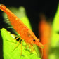 Sunkist Shrimp - Superior Shrimp & Aquatics