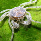 Thai Micro Crabs (Limnopilos naiyanetri) - Superior Shrimp & Aquatics