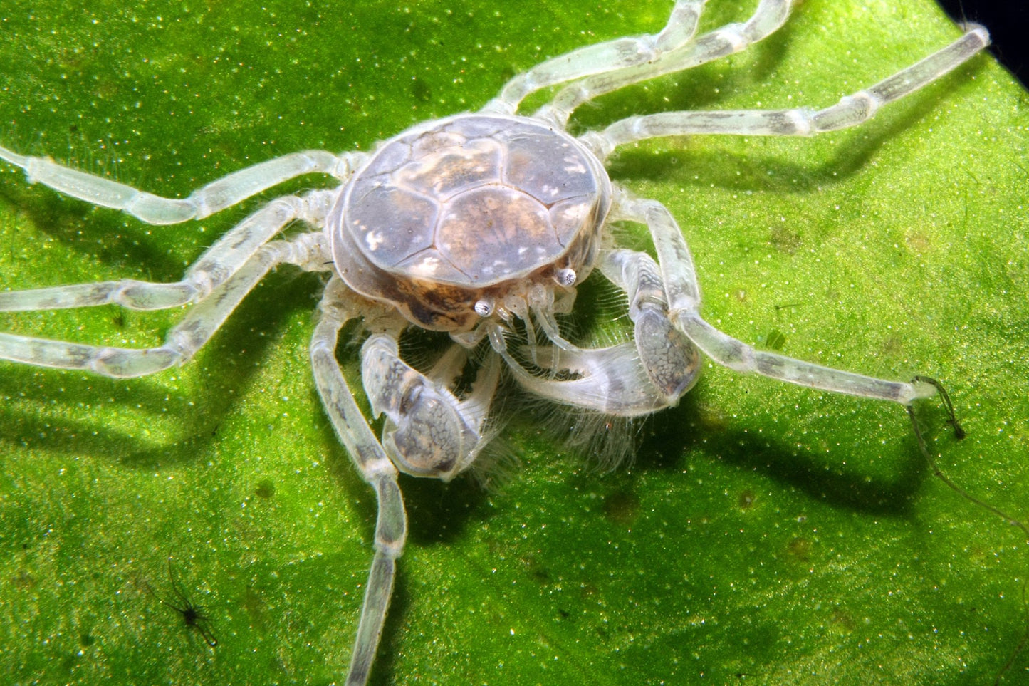 Thai Micro Crabs (Limnopilos naiyanetri) - Superior Shrimp & Aquatics