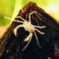 Thai Micro Crabs (Limnopilos naiyanetri) - Superior Shrimp & Aquatics