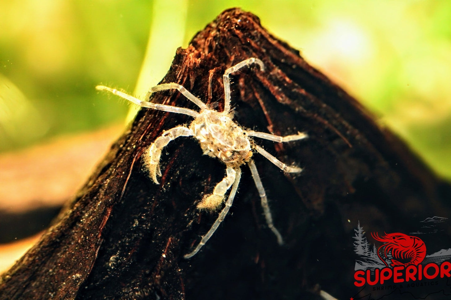 Thai Micro Crabs (Limnopilos naiyanetri) - Superior Shrimp & Aquatics