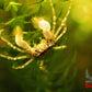 Thai Micro Crabs (Limnopilos naiyanetri) - Superior Shrimp & Aquatics