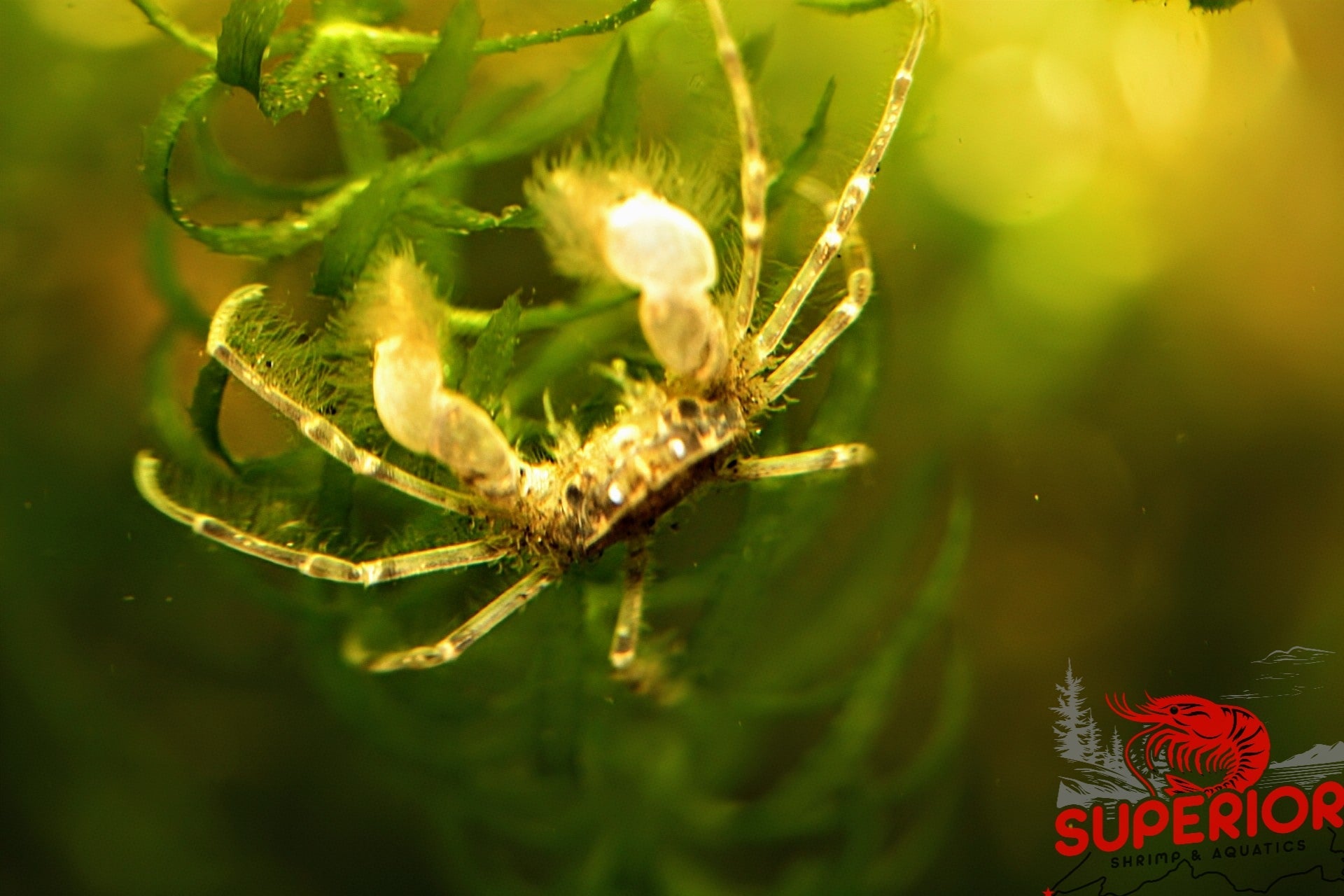 Thai Micro Crabs (Limnopilos naiyanetri) - Superior Shrimp & Aquatics