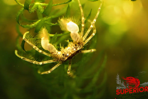 Thai Micro Crabs (Limnopilos naiyanetri) - Superior Shrimp & Aquatics