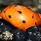 Tiger Nerite Snails (Neritina turrita) - Superior Shrimp & Aquatics