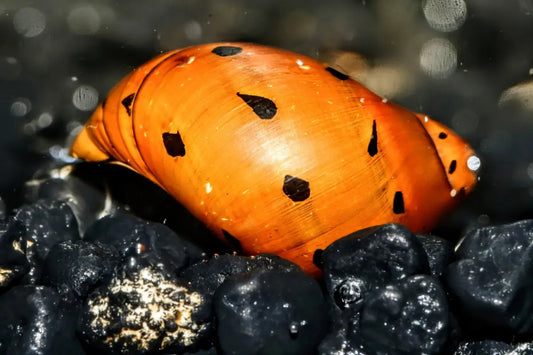 Tiger Nerite Snails (Neritina turrita) - Superior Shrimp & Aquatics