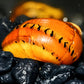 Tiger Nerite Snails (Neritina turrita) - Superior Shrimp & Aquatics