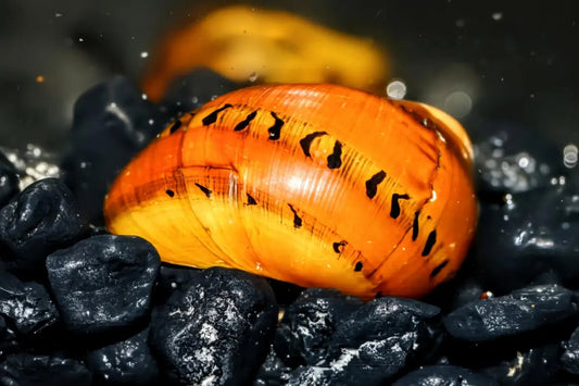 Tiger Nerite Snails (Neritina turrita) - Superior Shrimp & Aquatics