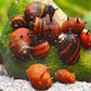 Tricolor Urchin Nerite Snail (Clithon donovani) - Snails