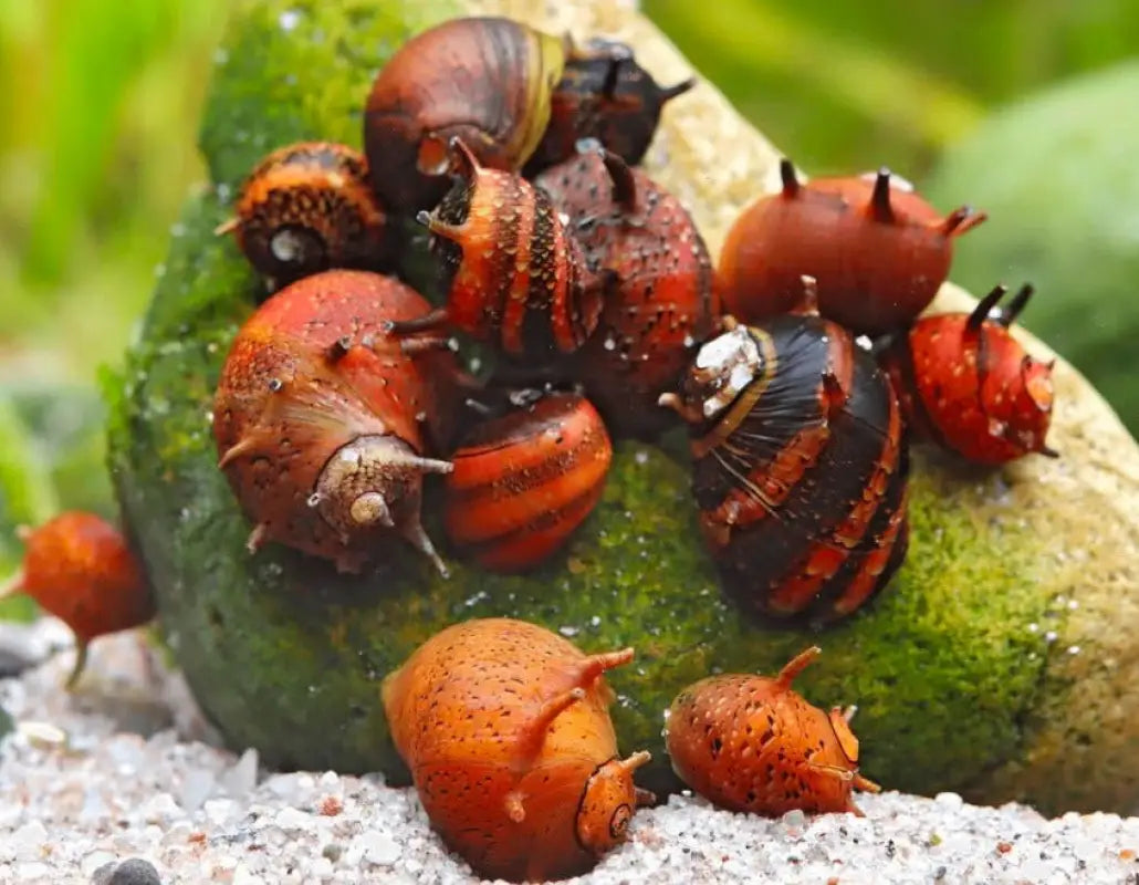 Tricolor Urchin Nerite Snail (Clithon donovani) - Snails