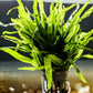 Trident Fern (Microsorum pteropus 'Trident') - Superior Shrimp & Aquatics