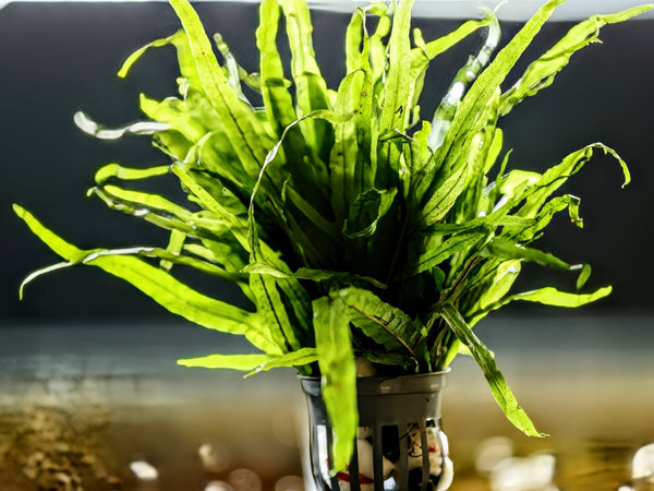 Trident Fern (Microsorum pteropus 'Trident') - Superior Shrimp & Aquatics