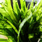 Trident Fern (Microsorum pteropus 'Trident') - Superior Shrimp & Aquatics